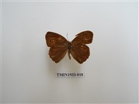 藏品(切翅眉眼蝶)的圖片